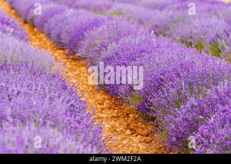 Campo di lavanda nel mese di luglio. Brihuega, Guadalajara, Castilla - la Mancha, Spagna, Europa Foto Stock