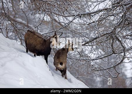 Camosci alpino (Rupicapra rupicapra) femmina con capretto / giovane foraggio sotto i larici sul pendio di montagna nella neve d'inverno nelle Alpi europee Foto Stock