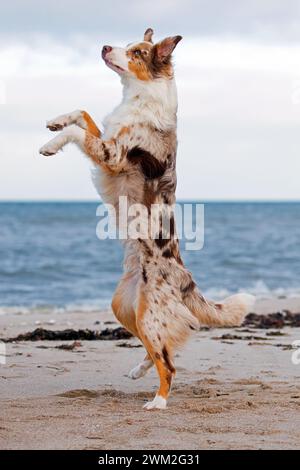 Pastore australiano / Aussie, razza di cane da allevamento degli Stati Uniti, in piedi sulla spiaggia Foto Stock