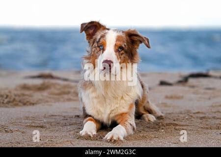 Pastore australiano / australiano, razza di cane da allevamento degli Stati Uniti, adagiato su una spiaggia sabbiosa Foto Stock