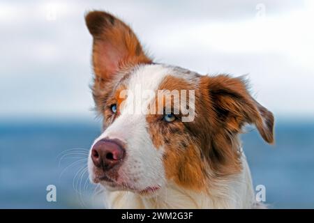 Pastore australiano / Aussie, razza di cane da allevamento dagli Stati Uniti, ritratto ravvicinato Foto Stock