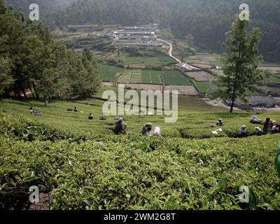 India, Kerala, Munnar: Coltivazione del tè Tata e sullo sfondo la fabbrica di tè Tata Foto Stock