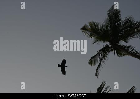 La calma: Queste foto sono state scattate a Goa (India), e si può sentire la calma semplicemente vedendole. Foto Stock