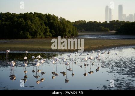 Fenicotteri al Ras al Khor Wildlife Sanctuary, Dubai, Emirati Arabi Uniti Foto Stock