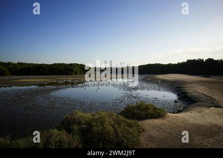 Fenicotteri al Ras al Khor Wildlife Sanctuary, Dubai, Emirati Arabi Uniti Foto Stock