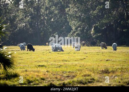 Alimentazione di bestiame bovino su prateria di campagna. Mucche da latte pascolo su pascolo verde fattoria nella calda giornata estiva Foto Stock