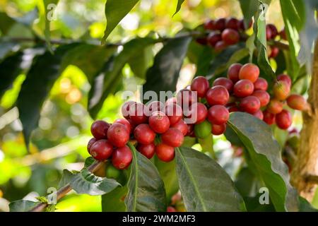 Chicchi di caffè rossi maturi su una pianta in una piantagione in Sud America Foto Stock
