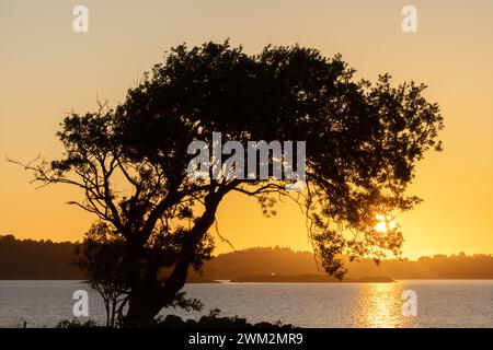 Sagoma dell'albero con sole tramontante alle spalle. Oceano e piccole isole sullo sfondo Foto Stock
