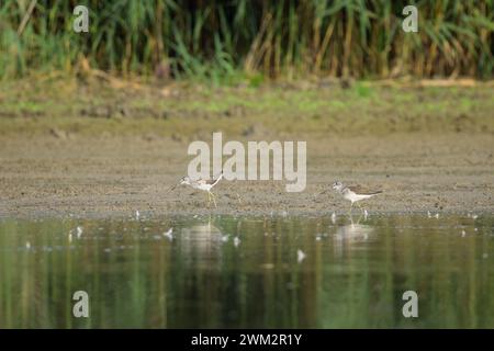 Due comuni Greenshanks che camminano sulla riva di un fiume in cerca di cibo, giornata di sole in autunno (bassa Austria) Foto Stock