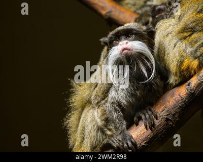 Ritratto di un imperatore tamarino (imperatore Saguinus) seduto su un pezzo di legno in uno zoo Foto Stock