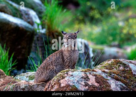 Caccia alla lince iberica nella Sierra de Andujar, Spagna. Foto Stock