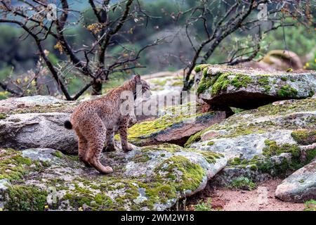 Caccia alla lince iberica nella Sierra de Andujar, Jaen. Spagna. Foto Stock