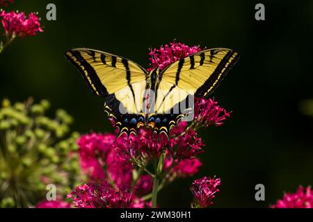 Una farfalla a coda di rondine a due code viene drammaticamente evidenziata su uno sfondo naturale scuro mentre pollina su un fiore rosso valeriano. Foto Stock