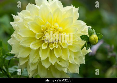 Primo piano di un canarino fubuki dahlia in fiore Foto Stock
