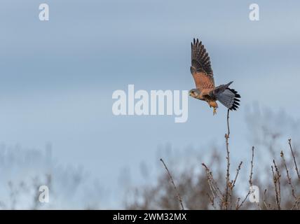 Un gheppio maschio (Falco Tinnunculus) che decolla dal ramo di un albero. Foto Stock