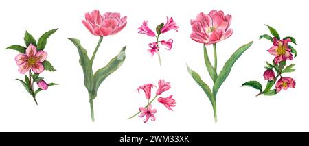 Set di elibori, tulipani doppi e iacinti. Rosa primaverile, fiori viola, foglie. Composizione realistica. Illustrazione floreale ad acquerello. Foto Stock