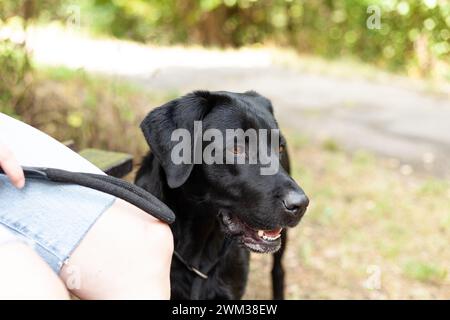 Cane da recupero del labrador nero con proprietario nel parco. Messa a fuoco selettiva. Foto Stock
