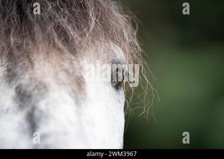 Chiudi il volto di un cavallo grigio mela su uno sfondo verde sfocato Foto Stock