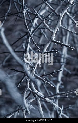 rami ghiacciati, rami spinosi in inverno Foto Stock