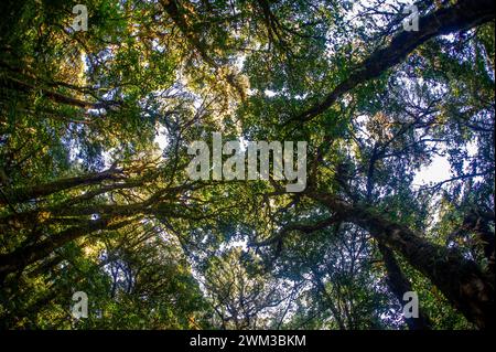 Alberi fotografati dal basso per vedere la corona contro la luce del sole. Foto Stock