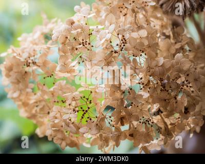 Bouquet di fiori secchi. Splendida composizione floreale autunnale per decorazioni d'interni, attenzione selettiva Foto Stock