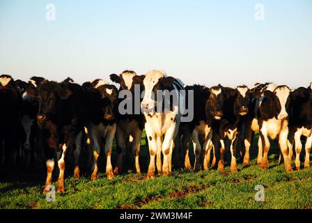 Un gruppo di mucche si accoccolano in un ranch di bestiame Foto Stock