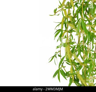 Ciuffo di salice isolato su sfondo bianco. Willow, boccioli morbidi. Concetto di buona Pasqua. Concetto di natura, ecologia e conservazione. Foto Stock