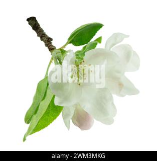 Melo rampicante in fiore con fiori bianchi luminosi in primavera. isolato. Banner. Fiori di mela . Fiori bianchi e primaverili fioriscono. Garde in fiore Foto Stock