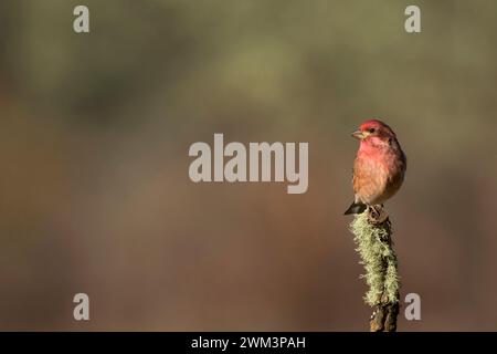 Finch, William Finley National Wildlife Refuge, Oregon Foto Stock