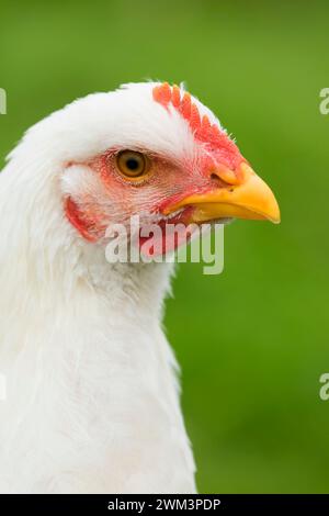 Pollo, Thompson mulini del parco statale, Oregon Foto Stock