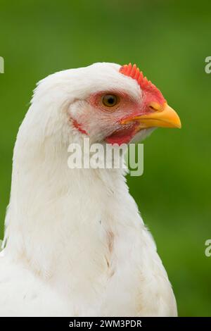 Pollo, Thompson mulini del parco statale, Oregon Foto Stock