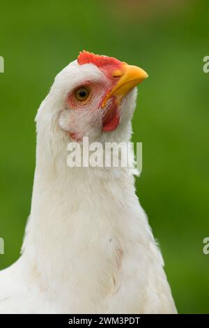 Pollo, Thompson mulini del parco statale, Oregon Foto Stock