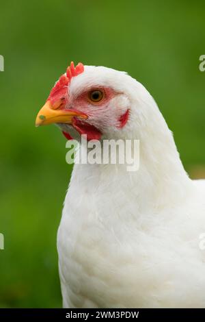 Pollo, Thompson mulini del parco statale, Oregon Foto Stock