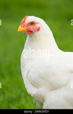 Pollo, Thompson mulini del parco statale, Oregon Foto Stock