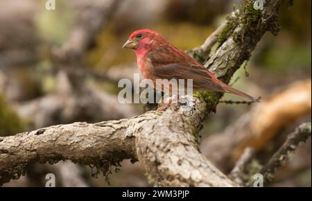 House Finch (Haemorhous mexicanus), William Finley National Wildlife Refuge, Oregon Foto Stock