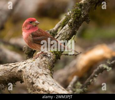 House Finch (Haemorhous mexicanus), William Finley National Wildlife Refuge, Oregon Foto Stock