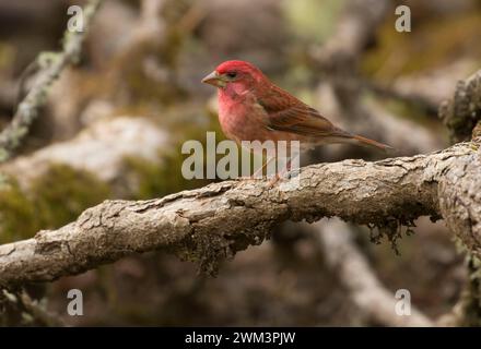 House Finch (Haemorhous mexicanus), William Finley National Wildlife Refuge, Oregon Foto Stock