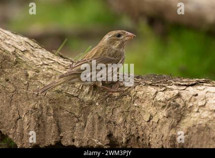 House Finch (Haemorhous mexicanus), William Finley National Wildlife Refuge, Oregon Foto Stock