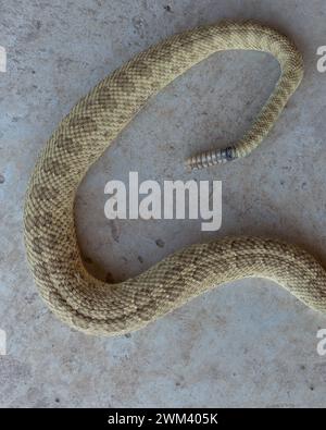 Crotalus viridian, serpente a sonagli della prateria, testa non fotografata, allungata sul marciapiede, Lumberton, Rio Arriba County, New Mexico, Stati Uniti. Foto Stock