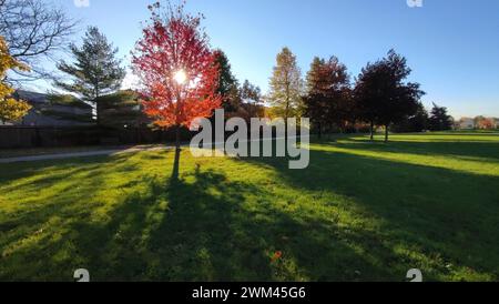 Indietro illuminato albero di acero rosso nel parco con il raggio del sole e l'ombra in primo piano Foto Stock