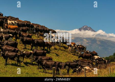 Branco di mucche da latte Taranaki sulla collina con l'iconico Monte Egmont sullo sfondo Foto Stock