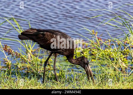 African Openbill, Chobe National Park, Botswana Foto Stock