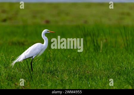 Great Egret, Ardea alba, Parco Nazionale del Chobe, Botswana Foto Stock