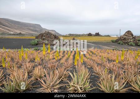 Aloe veras (Aloe vera), piantagione, Haria, Lanzarote, Isole Canarie, Spagna, Europa Foto Stock