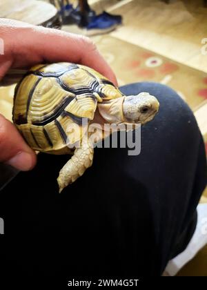 Una piccola tartaruga con una parte rotta guarita del suo guscio, il guscio della tartaruga è osso, e come qualsiasi altro osso rotto, un guscio precedentemente incrinato, Foto Stock