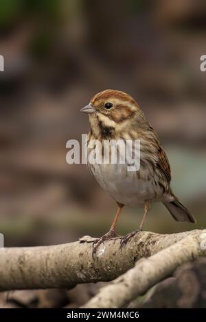 Un primo piano di un Common Reed Bunting arroccato su un ramo d'albero Foto Stock