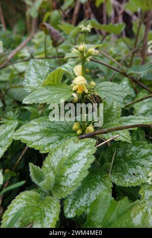 Primo piano verticale naturale su un arcangelo giallo fiorito o una pianta di muso da palude, Lamium galeobdolon nel giardino Foto Stock