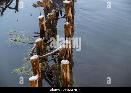 Dorney, Buckinghamshire, Regno Unito. 24 febbraio 2024. E' stato un inizio freddo e gelido stamattina a Dorney, nel Buckinghamshire, con temperature a meno 3 gradi. Crediti: Maureen McLean/Alamy Live News Foto Stock