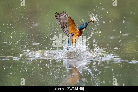 Un kingfisher che emerge dall'acqua con un pesce nel becco Foto Stock