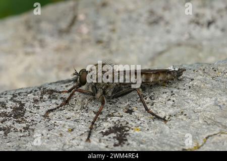 Primo piano dettagliato su un maschio dalla coda di aquilone, Robberfly, Tolmerus atricapillus seduto su una pietra grigia Foto Stock